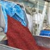 Государство и бизнес заинтересовались дарами леса 