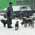 Собачья жизнь