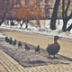 Лучше бы про коров