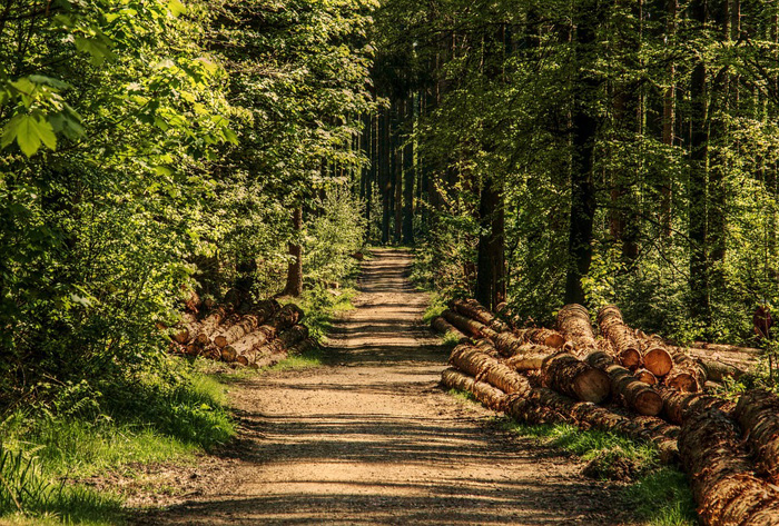 Русский лес и китайский интерес
