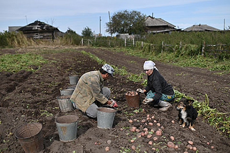 коронавирус, пандемия, covid 19, агропром, апк, село