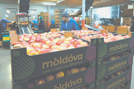 молдавские яблоки, плодоовощная продукция, запрет, россельхознадзор