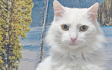 Кошачий бог, отдых на карте мира и амулет от напастей